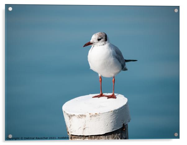 Black-headed Gull on a Wooden Post at Lake Garda Acrylic by Dietmar Rauscher