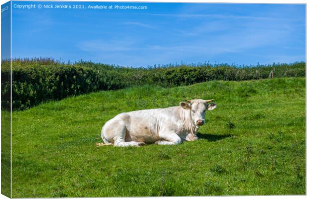 A white cow alone in a field in the Vale of Glamor Canvas Print by Nick Jenkins