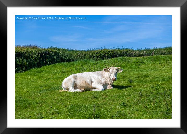 A white cow alone in a field in the Vale of Glamor Framed Mounted Print by Nick Jenkins