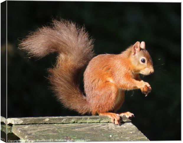 Red squirrel posing Canvas Print by Thelma Blewitt