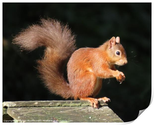 Red squirrel posing Print by Thelma Blewitt