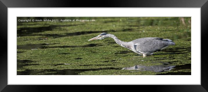 Stealth like Heron Framed Mounted Print by Kevin White