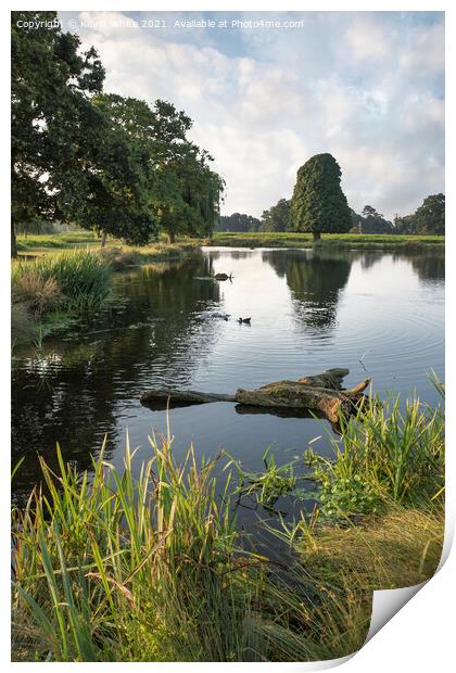 Pond Walk Surrey Print by Kevin White