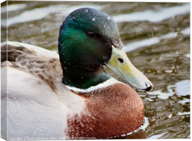 Duck Close Up Canvas Print by Kevin Maughan