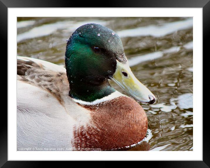 Duck Close Up Framed Mounted Print by Kevin Maughan