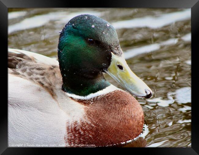 Duck Close Up Framed Print by Kevin Maughan