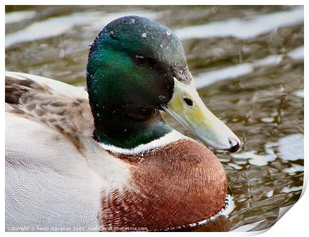 Duck Close Up Print by Kevin Maughan