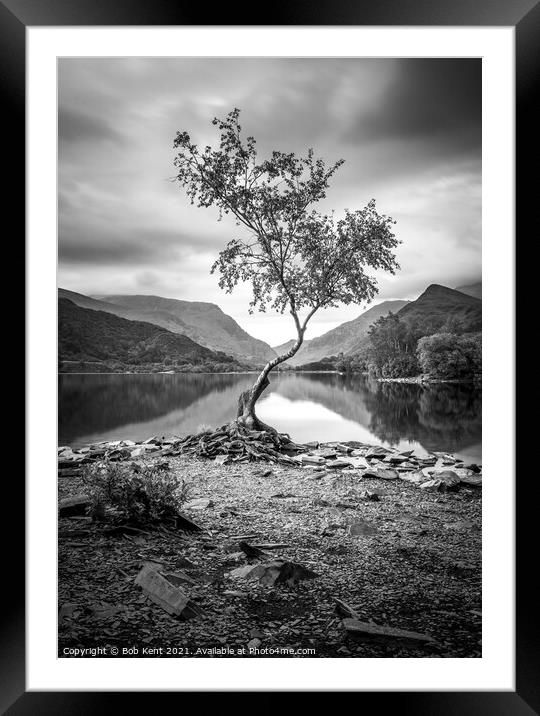 The Lone Tree B&W Framed Mounted Print by Bob Kent