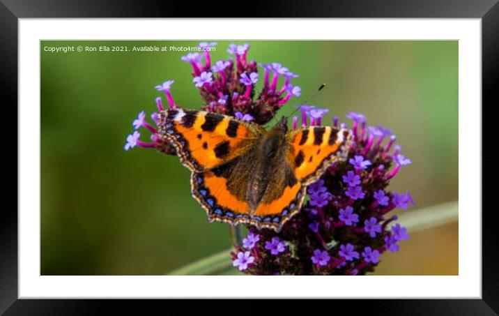 Vibrant Flutter Framed Mounted Print by Ron Ella