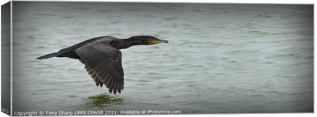 FLYING WITH PURPOSE - CORMORANT IN FLIGHT Canvas Print by Tony Sharp LRPS CPAGB