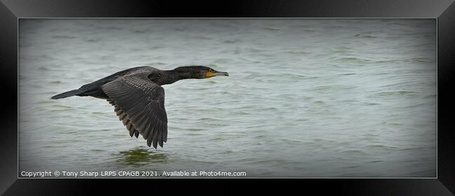 FLYING WITH PURPOSE - CORMORANT IN FLIGHT Framed Print by Tony Sharp LRPS CPAGB