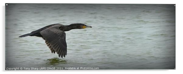 FLYING WITH PURPOSE - CORMORANT IN FLIGHT Acrylic by Tony Sharp LRPS CPAGB