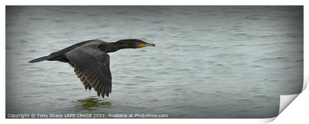 FLYING WITH PURPOSE - CORMORANT IN FLIGHT Print by Tony Sharp LRPS CPAGB