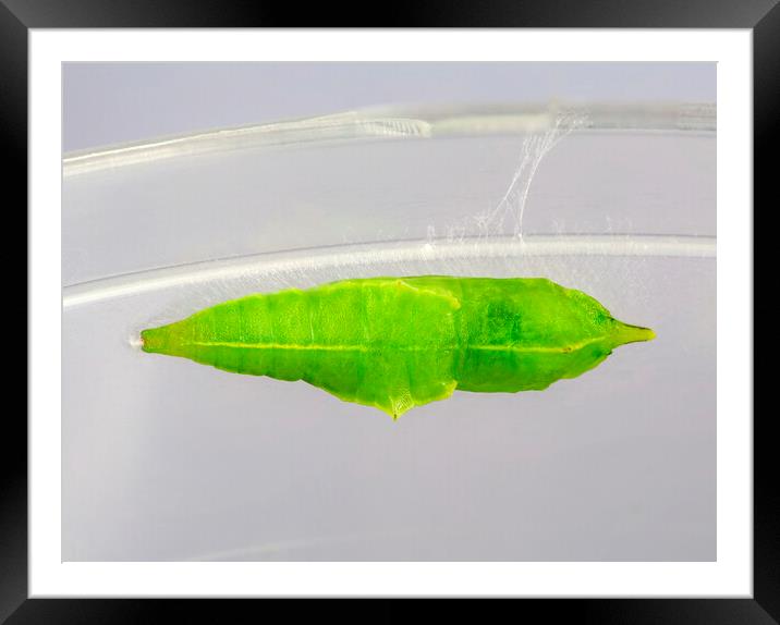 Chrysalis of the Cabbage White Butterfly  Framed Mounted Print by Antonio Ribeiro
