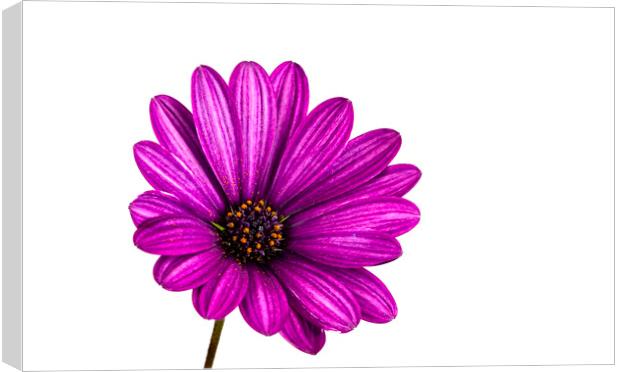 Purple African Daisy Flower Canvas Print by Antonio Ribeiro