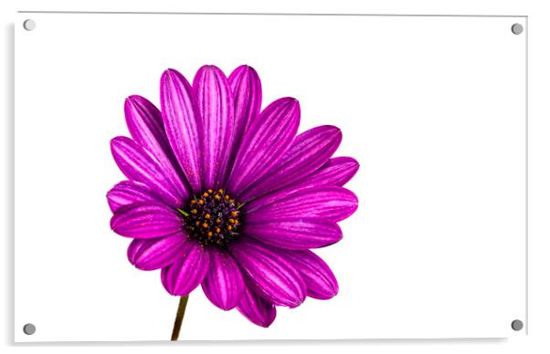 Purple African Daisy Flower Acrylic by Antonio Ribeiro