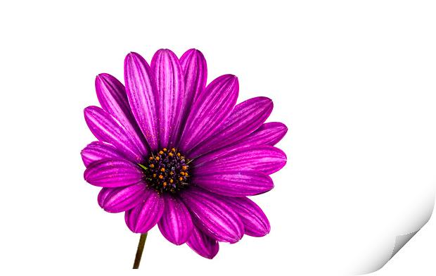 Purple African Daisy Flower Print by Antonio Ribeiro