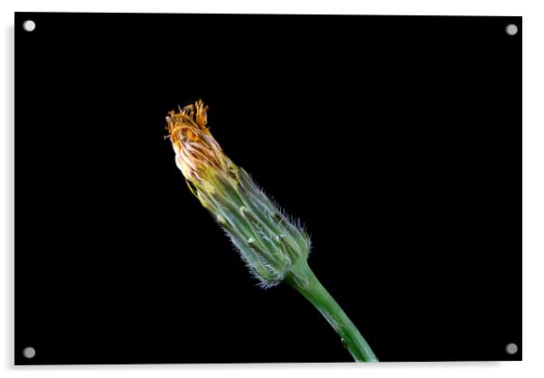 Closed Catsear Flower Acrylic by Antonio Ribeiro