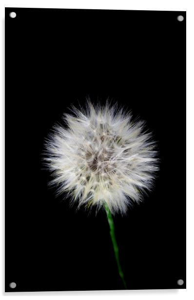 Catsear Pappus or Seed-Clock Acrylic by Antonio Ribeiro