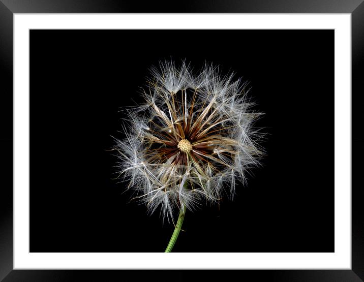 Catsear Pappus or Seed-Clock Framed Mounted Print by Antonio Ribeiro