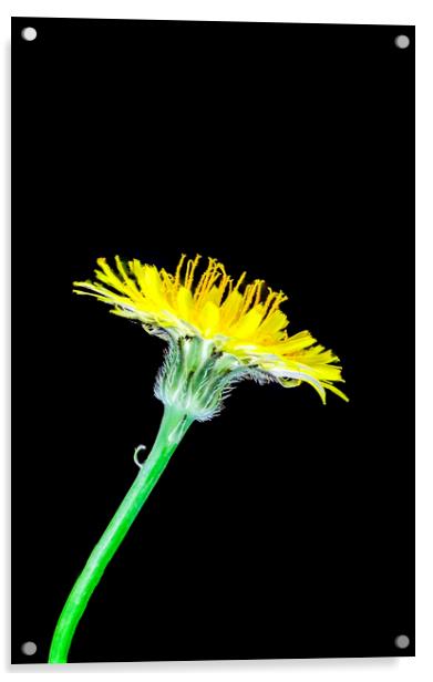 Catsear Flower and Phyllaries Acrylic by Antonio Ribeiro