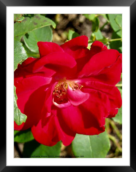 Red Rose Framed Mounted Print by Stephanie Moore