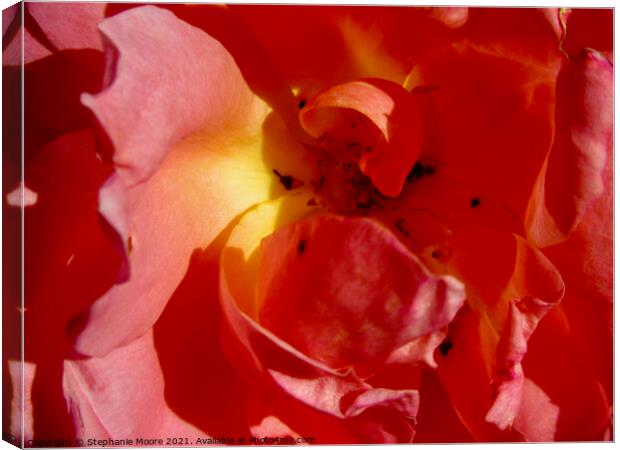 pink Rose Canvas Print by Stephanie Moore