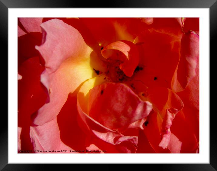 pink Rose Framed Mounted Print by Stephanie Moore
