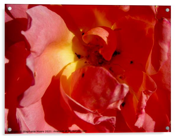 pink Rose Acrylic by Stephanie Moore