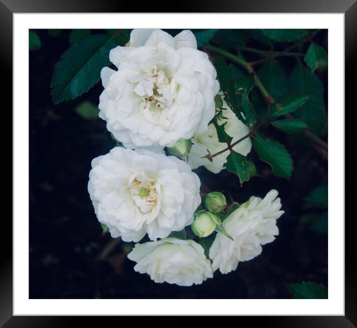 Miniature white roses Framed Mounted Print by Stephanie Moore