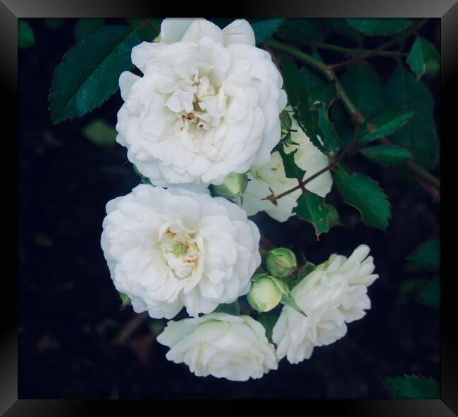 Miniature white roses Framed Print by Stephanie Moore