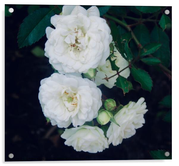 Miniature white roses Acrylic by Stephanie Moore