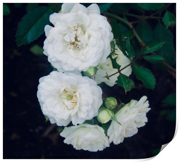 Miniature white roses Print by Stephanie Moore