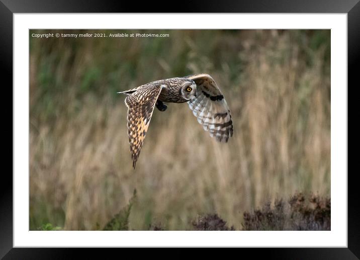 Majestic Hunter in Flight Framed Mounted Print by tammy mellor