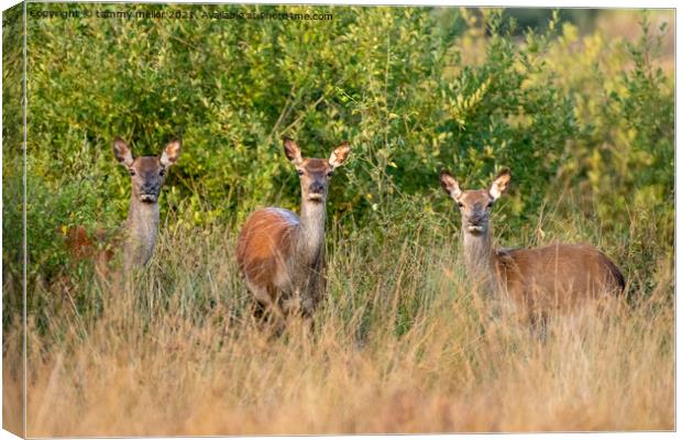 Graceful antelopes in their natural habitat Canvas Print by tammy mellor