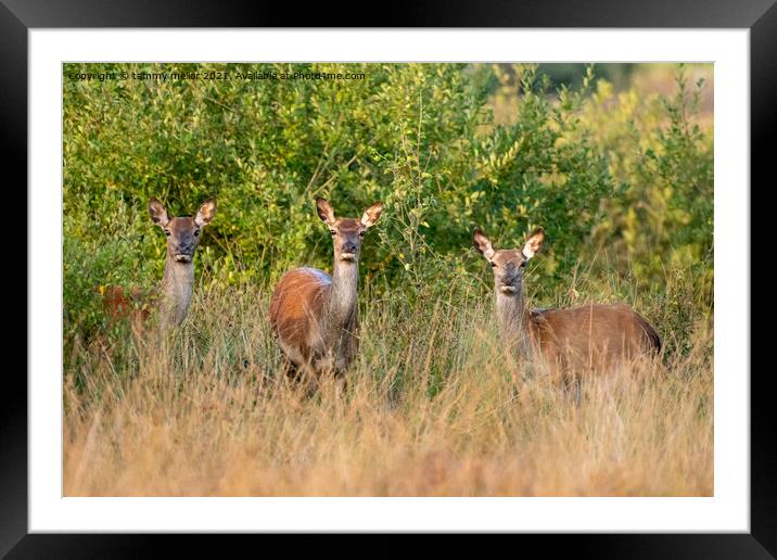 Graceful antelopes in their natural habitat Framed Mounted Print by tammy mellor