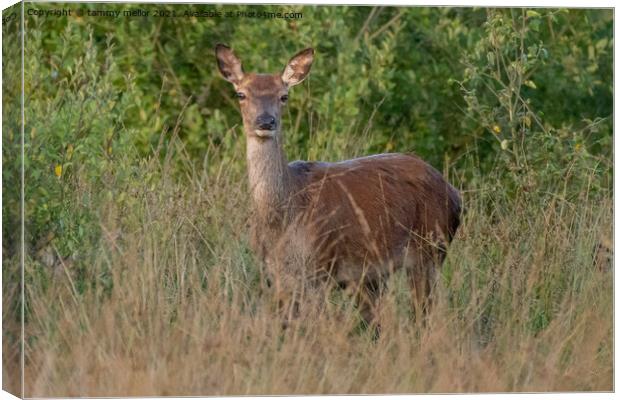 Majestic Roe Deer in Lush Moorlands Canvas Print by tammy mellor