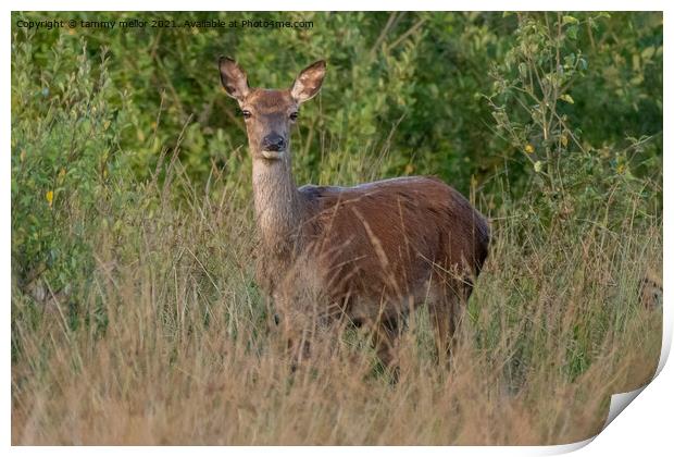 Majestic Roe Deer in Lush Moorlands Print by tammy mellor