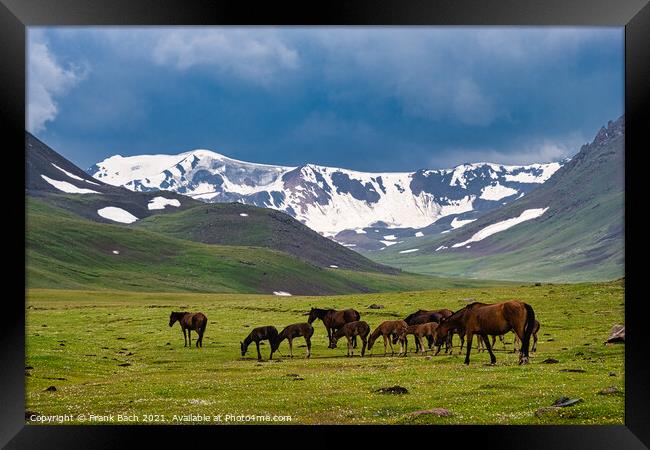 A beautiful shot of horses grazing in a field Framed Print by Frank Bach