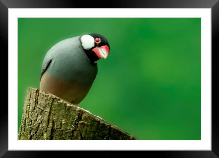 Java Sparrow Padda oryzivora bird Framed Mounted Print by Jonathan Thirkell
