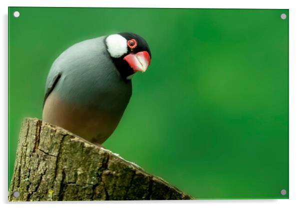 Java Sparrow Padda oryzivora bird Acrylic by Jonathan Thirkell
