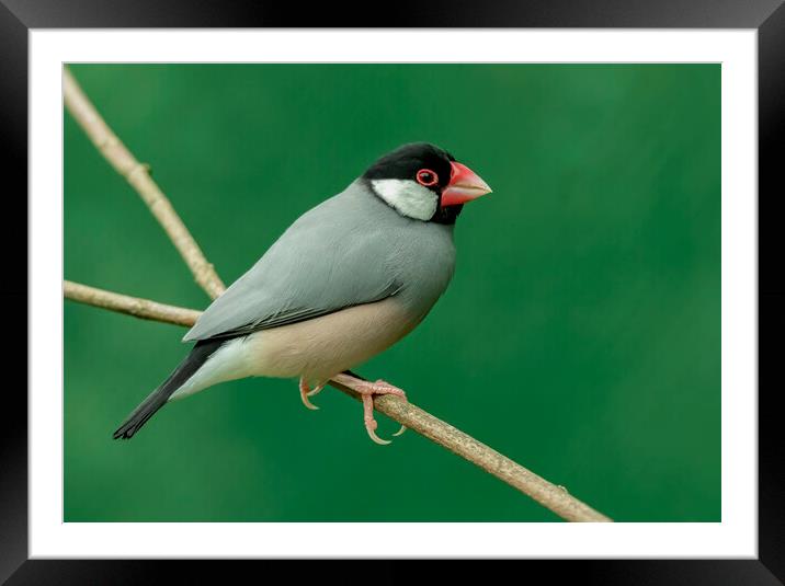 Java Sparrow Padda oryzivora bird Framed Mounted Print by Jonathan Thirkell
