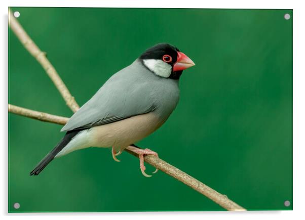 Java Sparrow Padda oryzivora bird Acrylic by Jonathan Thirkell