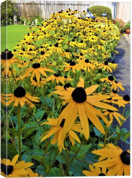 Bold and Beautiful BlackEyed Susan Canvas Print by Mark Chesters