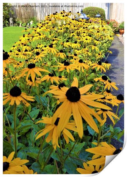 Bold and Beautiful BlackEyed Susan Print by Mark Chesters