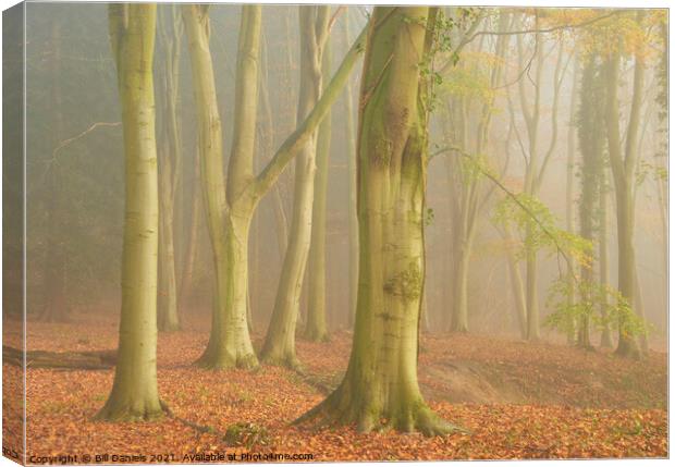Autumn Fog in Colton Wood Canvas Print by Bill Daniels