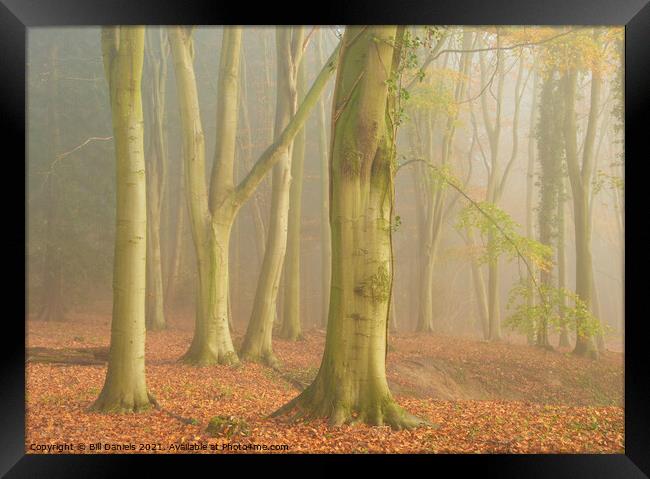 Autumn Fog in Colton Wood Framed Print by Bill Daniels