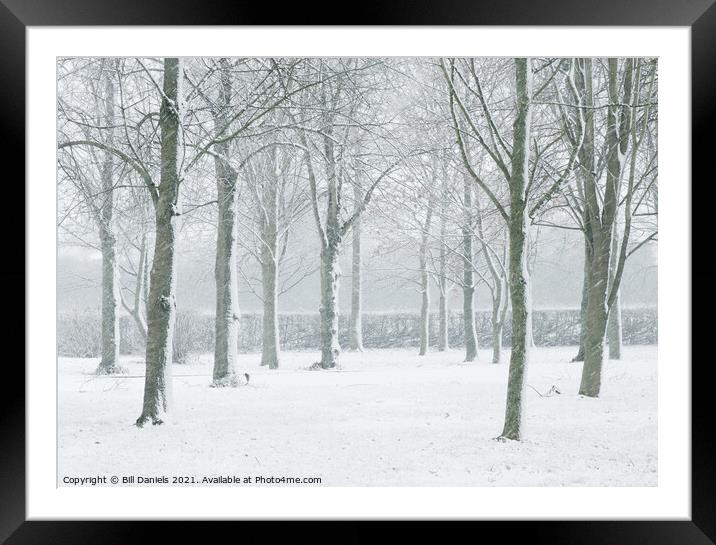 Winter Trees  Framed Mounted Print by Bill Daniels