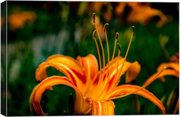 Orange Daylilly Canvas Print by Adelaide Lin