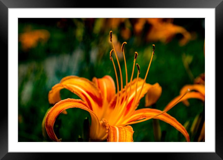 Orange Daylilly Framed Mounted Print by Adelaide Lin